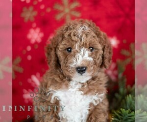 Poodle (Miniature) Puppy for sale in MILL HALL, PA, USA
