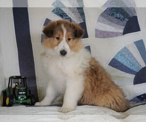 Collie Puppy for sale in FREDERICKSBG, OH, USA