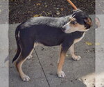 Small Photo #3 Shepweiller Puppy For Sale in Huntley, IL, USA