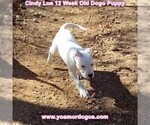 Small Photo #164 Dogo Argentino Puppy For Sale in PINEVILLE, MO, USA
