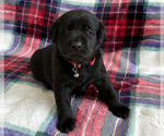 Small Photo #18 Labrador Retriever Puppy For Sale in PALM COAST, FL, USA