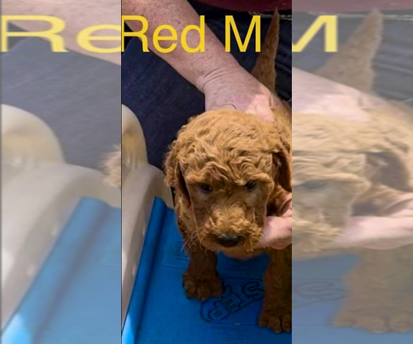 Medium Photo #24 Goldendoodle Puppy For Sale in CROTON, MI, USA