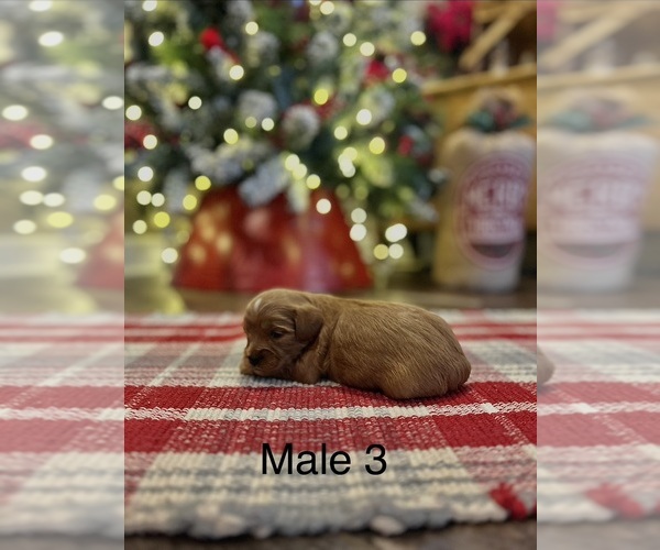 Medium Photo #2 Cavapoo Puppy For Sale in GUTHRIE, KY, USA