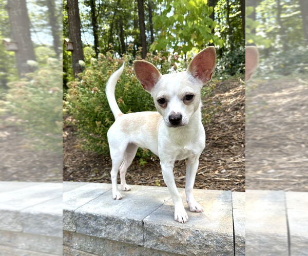 Medium Photo #4 Chihuahua-Unknown Mix Puppy For Sale in Mooresville, NC, USA