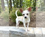 Small #3 Chihuahua Mix