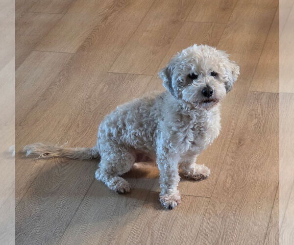 Medium Photo #1 Cockapoo (Miniature) Puppy For Sale in Brooklyn Center, MN, USA