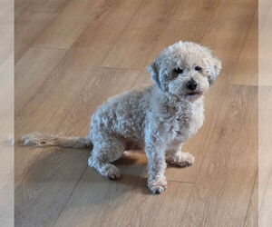 Cockapoo (Miniature) Dogs for adoption in Brooklyn Center, MN, USA