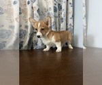 Small #19 Pembroke Welsh Corgi