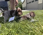 Small #1 German Shorthaired Pointer