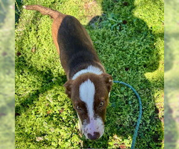 Medium Photo #3 Mutt Puppy For Sale in Sparta, TN, USA