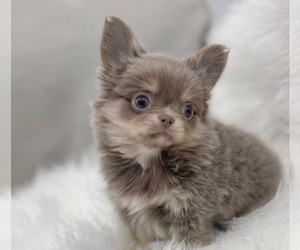 Chihuahua Puppy for sale in SALEM, WV, USA