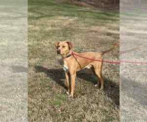 Mutt Dogs for adoption in Low Moor, VA, USA