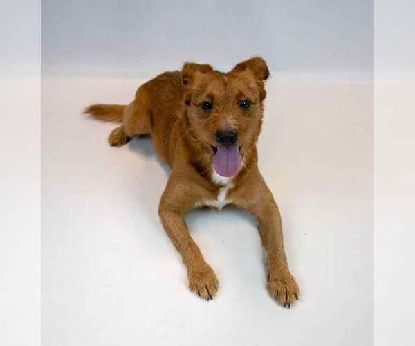 Medium Photo #5 Mutt Puppy For Sale in Kennesaw, GA, USA