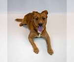Small #4 Mutt