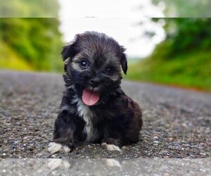 Havamalt Puppy for Sale in BARREN SPRINGS, Virginia USA