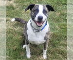 Small #2 Mountain Cur Mix
