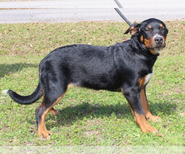 Medium Photo #2 Labrador Retriever-Unknown Mix Puppy For Sale in Prattville, AL, USA