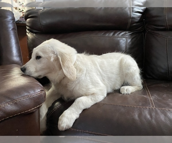 Medium Photo #1 English Cream Golden Retriever Puppy For Sale in ANTELOPE, CA, USA