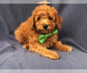 Poodle (Miniature) Puppy for sale in LAKELAND, FL, USA