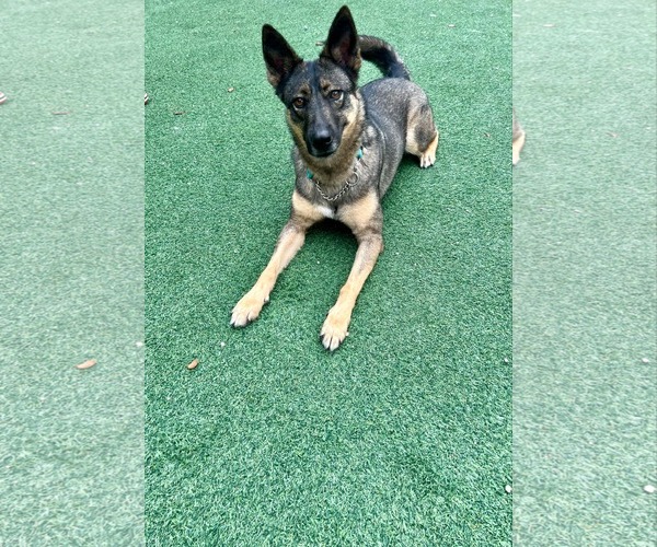 Medium Photo #9 German Shepherd Dog Puppy For Sale in Plantation, FL, USA