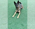Small #8 German Shepherd Dog