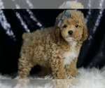 Small #3 Poodle (Miniature)