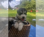 Image preview for Ad Listing. Nickname: Little Bear