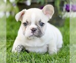 Small #2 French Bulldog