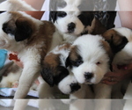 Small #10 Saint Bernard