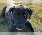 Small #19 Mutt