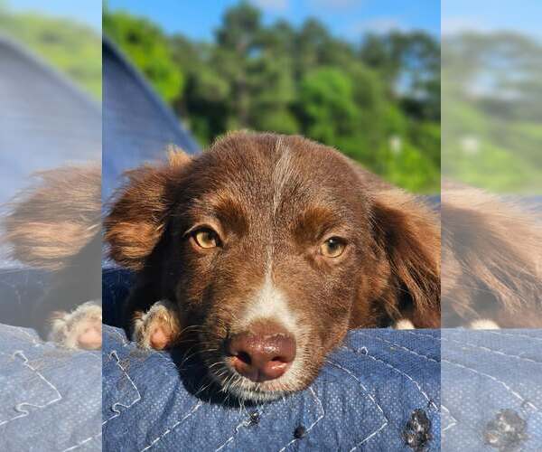 Medium Photo #3 Australian Shepherd-Chihuahua Mix Puppy For Sale in Wakefield, RI, USA