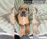 Small #1 Cane Corso