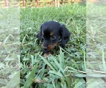 Puppy Lt blue collar Dachshund