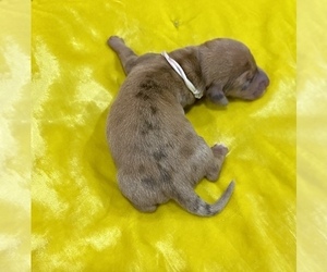 Dachshund Puppy for sale in SANTA CLARITA, CA, USA