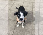 Small Mutt