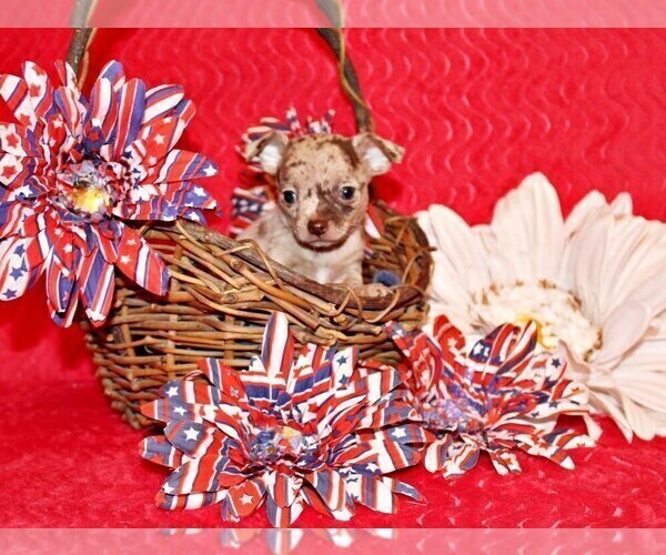 Medium Photo #3 Chihuahua Puppy For Sale in CHARLESTON, AR, USA