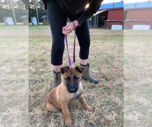 Belgian Malinois Puppy for sale in IVA, SC, USA