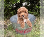 Small #2 Goldendoodle (Miniature)