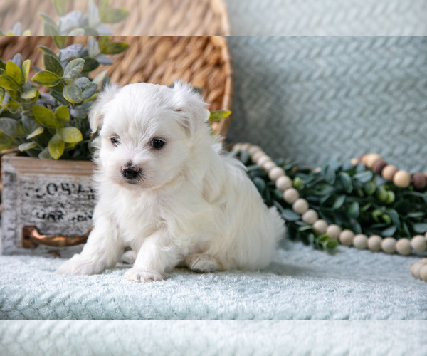 Medium Photo #3 Maltese Puppy For Sale in HOLMESVILLE, OH, USA