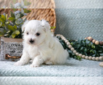 Small Photo #9 Maltese Puppy For Sale in HOLMESVILLE, OH, USA