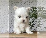 Small #6 Maltese