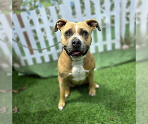 *TIPPY - Female Mutt Dog for Adoption - Photo #2
