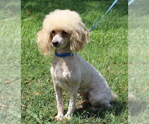 Mother of the Poodle (Toy) puppies born on 04/21/2025