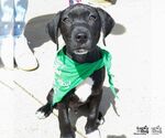 Small #13 Labrador Retriever Mix