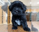 Puppy 3 Havanese