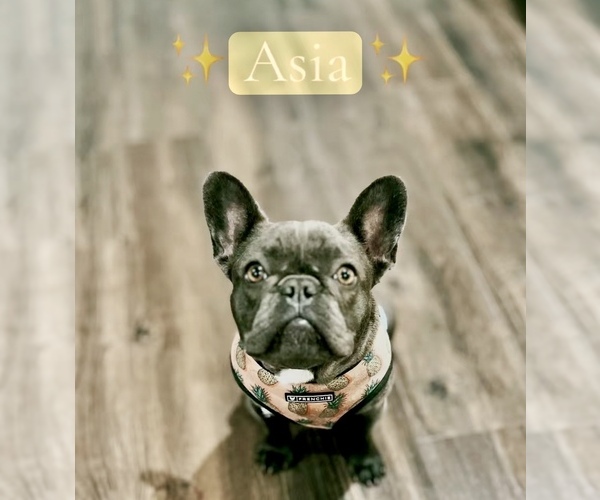 Medium Photo #1 French Bulldog Puppy For Sale in MOUNTAIN VIEW, MO, USA