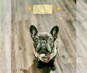 Mother of the French Bulldog puppies born on 04/11/2025