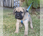 Small Cane Corso