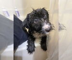 Small #7 Mutt