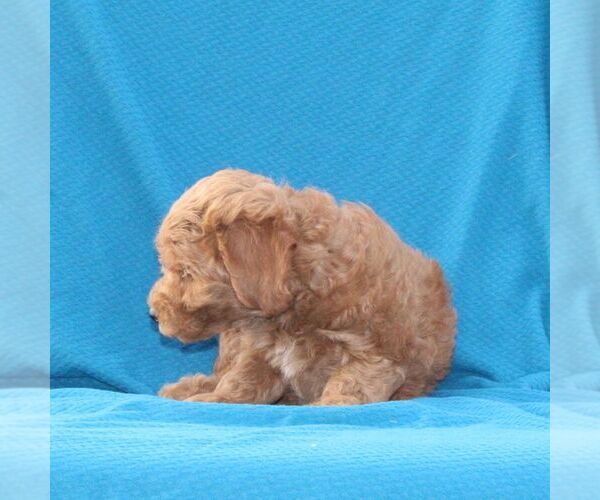 Medium Photo #2 Goldendoodle (Miniature) Puppy For Sale in AIRVILLE, PA, USA